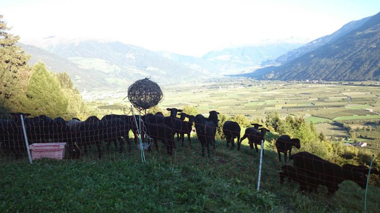 4816 castelatsch 2 768x432